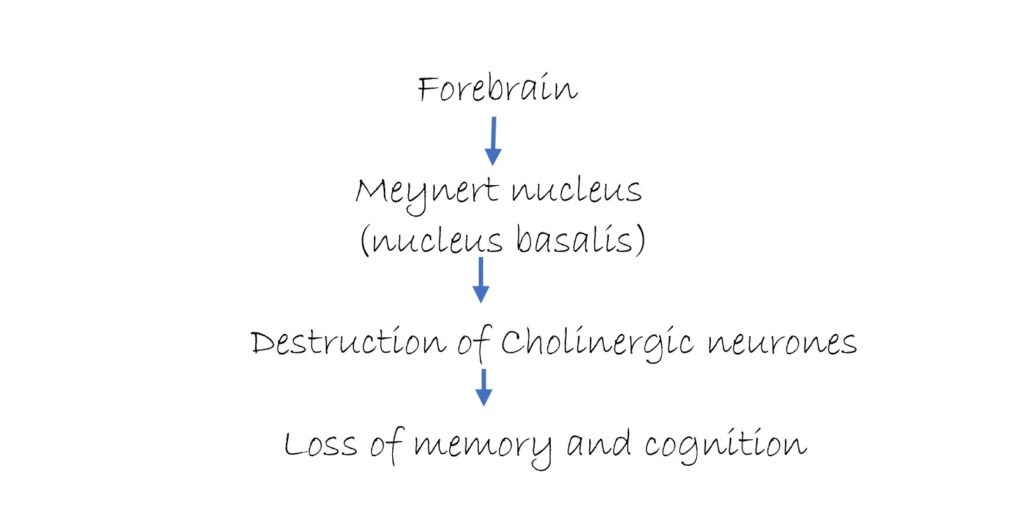 Pathogenesis of Alzheimer's disease